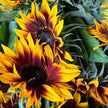 British Grown Ring of Fire Sunflowers | Bicolour Sunflower Stems