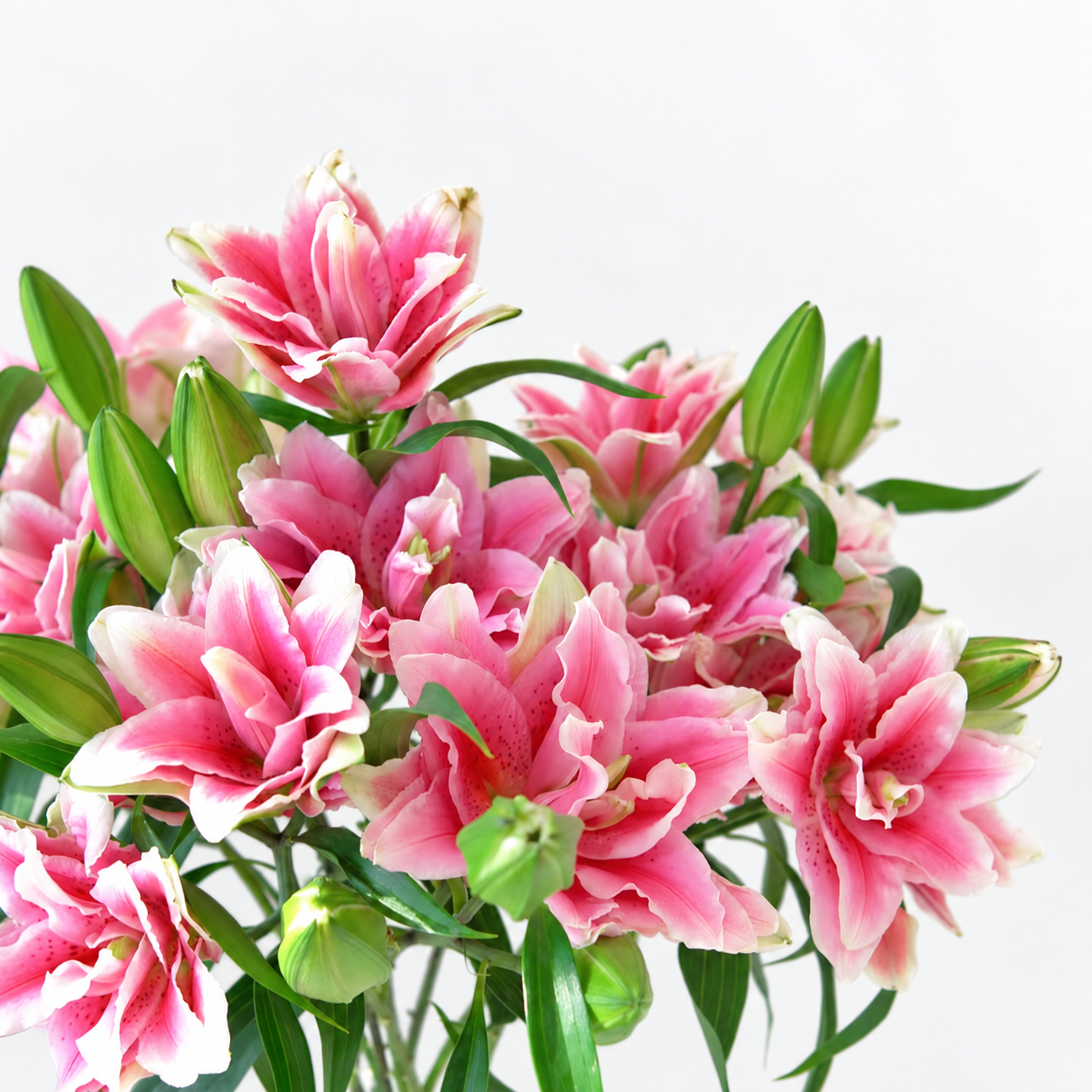 UK Grown Pollen-Free Pink Rose Lily ‘Samantha’