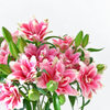 UK Grown Pollen-Free Pink Rose Lily ‘Samantha’
