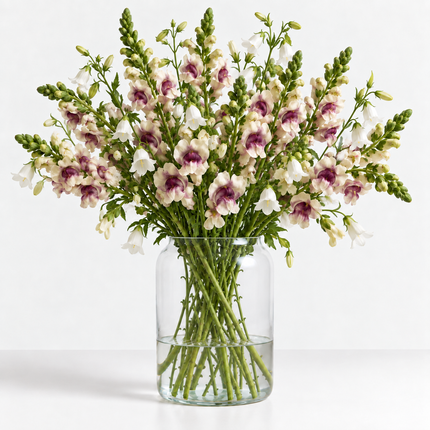 British Grown Antique Cream Snapdragon & White Campanula Flower Box