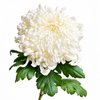White Chrysanthemums