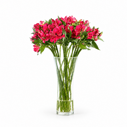 Alstroemeria - Red