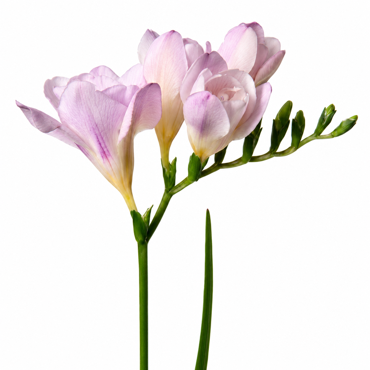 Soft Pink Freesia