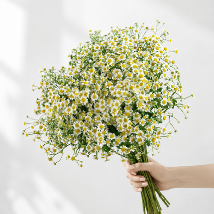British White Tanacetum 'Vegmo' Stems