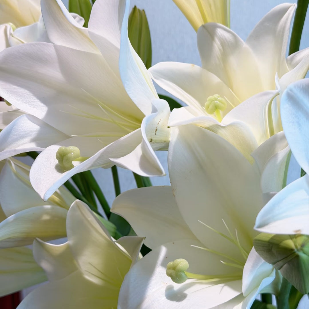 White Heaven Longiflorum Lilies | Premium Fresh White Lily Stems