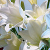 White Heaven Longiflorum Lilies | Premium Fresh White Lily Stems