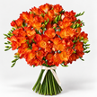 Sunset Orange Freesia
