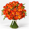 Sunset Orange Freesia