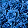 Ecuadorian Blue Bell Dyed Roses | Premium Fresh Cut Blue Roses