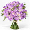 Mauve Freesia