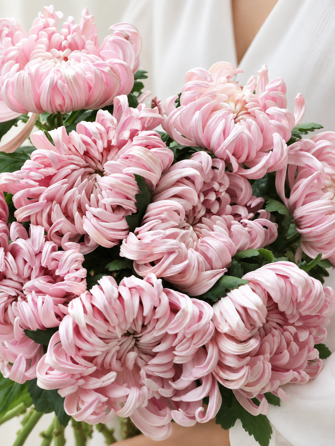 Blush Pink Vienna Chrysanthemums