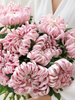Blush Pink Vienna Chrysanthemums