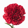 Carnations - Burgundy