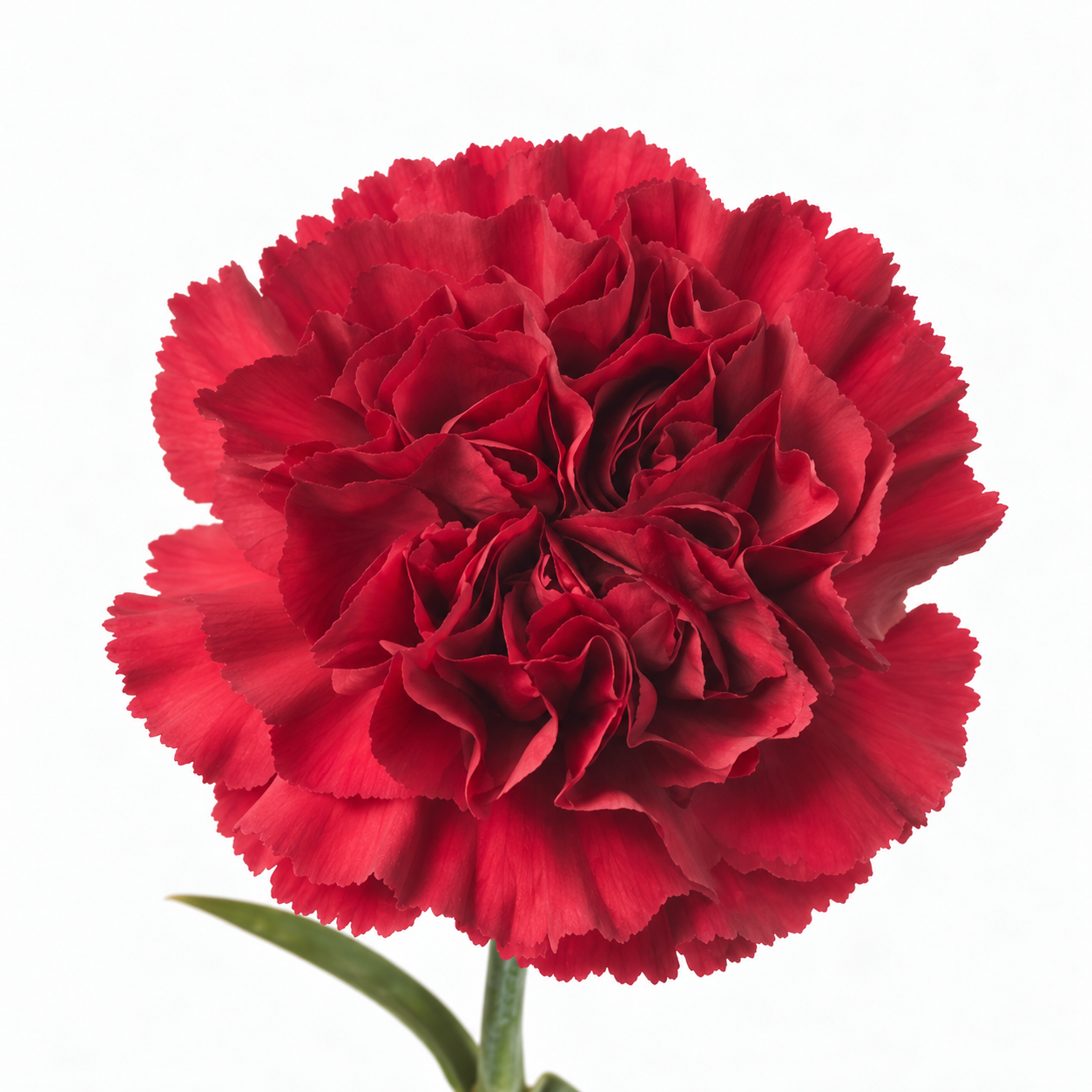 Carnations - Burgundy