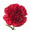 Carnations - Burgundy