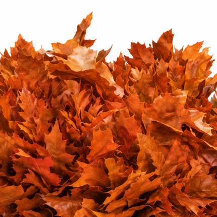 Frost Orange Dyed Oakleaf