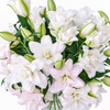 UK Grown Pollen-Free Pink Rose Lily ‘Anouska’