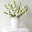 British White Snapdragon Flowers