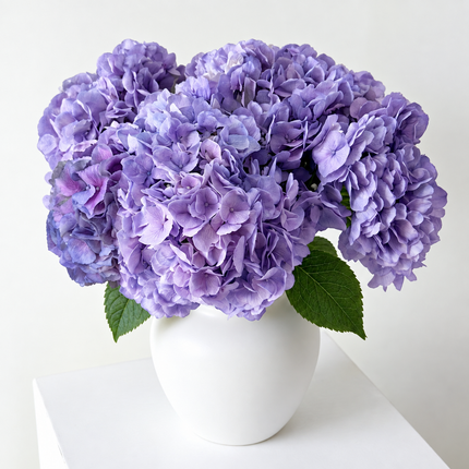 Lavender Mist Hydrangea  Flowers