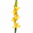British Gladioli Grower Box – 100 Stems