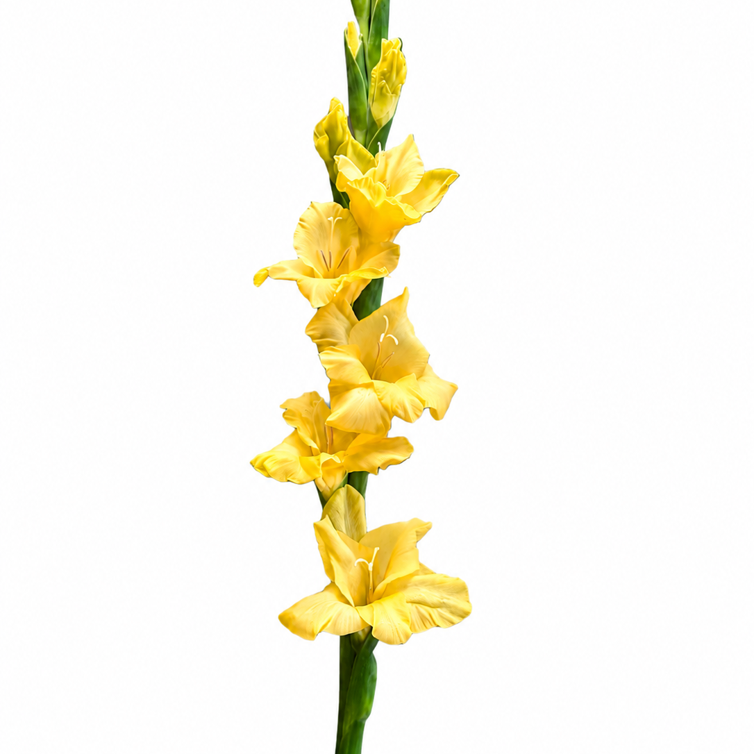 British Gladioli Grower Box – 100 Stems