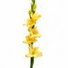 British Gladioli Grower Box – 100 Stems