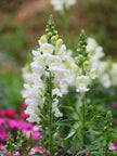 British White Snapdragon