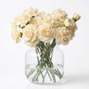 Carnations -Cream
