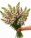British Plum Blossom Snapdragon Flowers – Cherry Blush