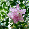 UK Grown Pollen-Free Pink Rose Lily ‘Anouska’