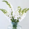 British White Snapdragon