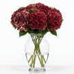 Dark Ruby Hydrangea