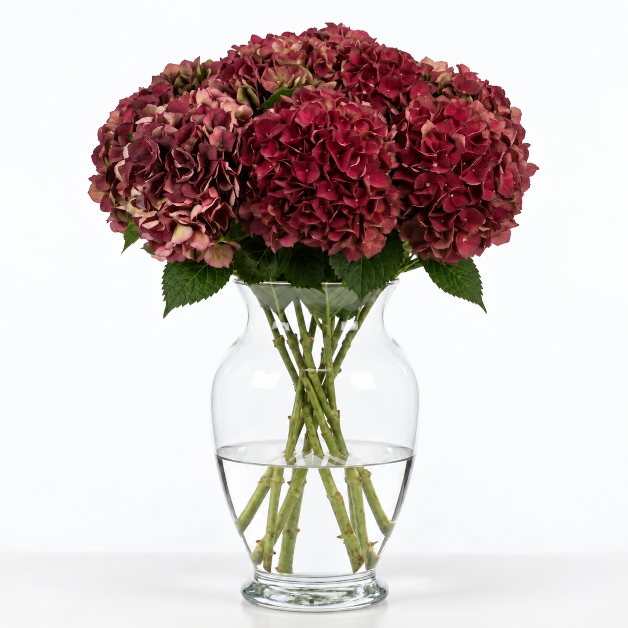 Dark Ruby Hydrangea