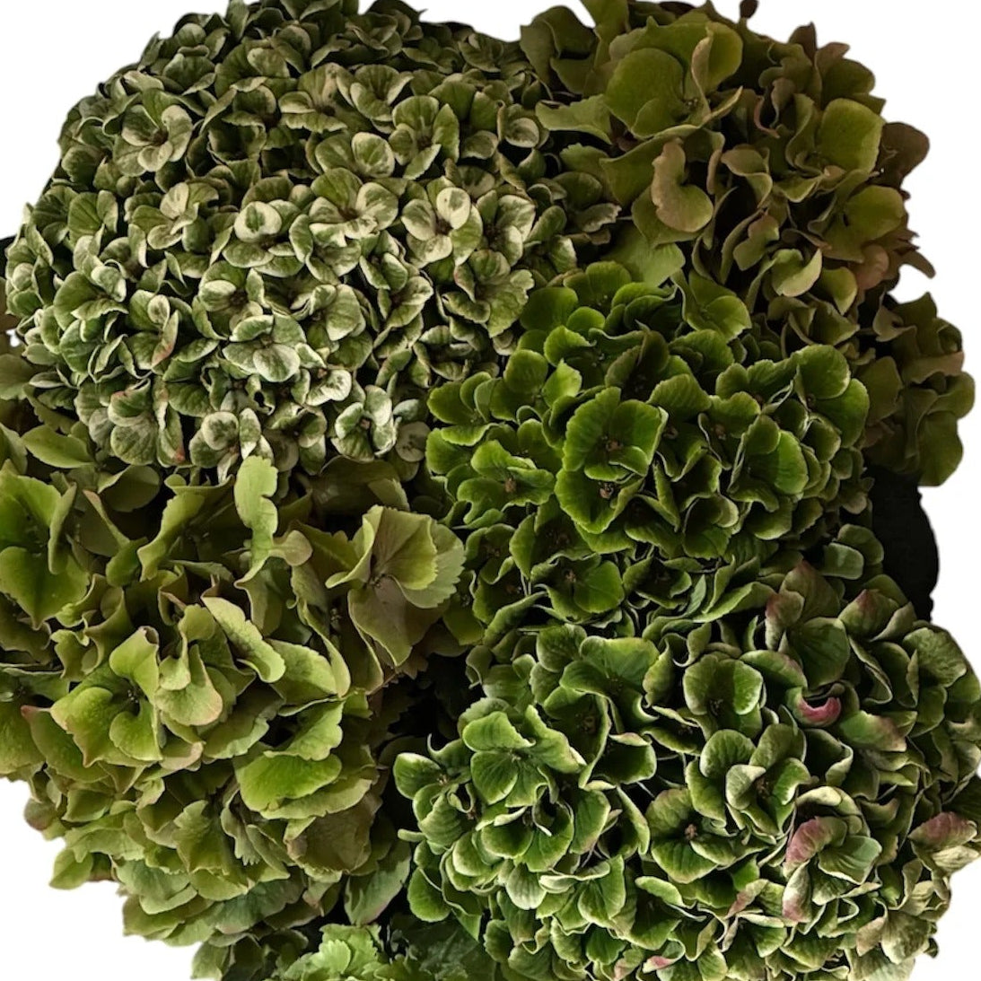 UK Grown Mixed Green Hydrangea