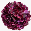 Dark Ruby Hydrangea