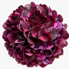 Dark Ruby Hydrangea