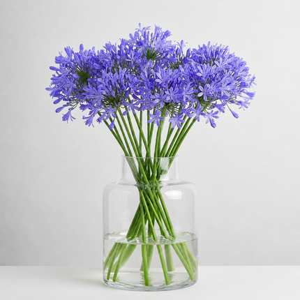 British-Grown Blue Agapanthus