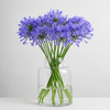British-Grown Blue Agapanthus