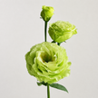 UK Grown Green Jade Lisianthus