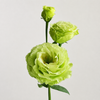 UK Grown Green Jade Lisianthus