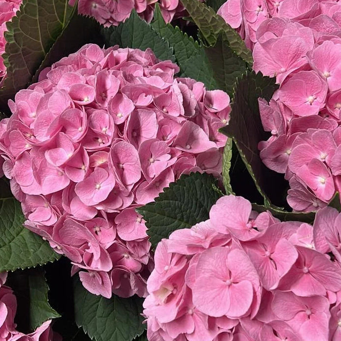 UK Grown Hydrangea ‘Diamond Pink’
