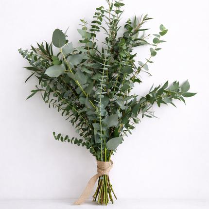 Mixed Fresh Eucalyptus Stems