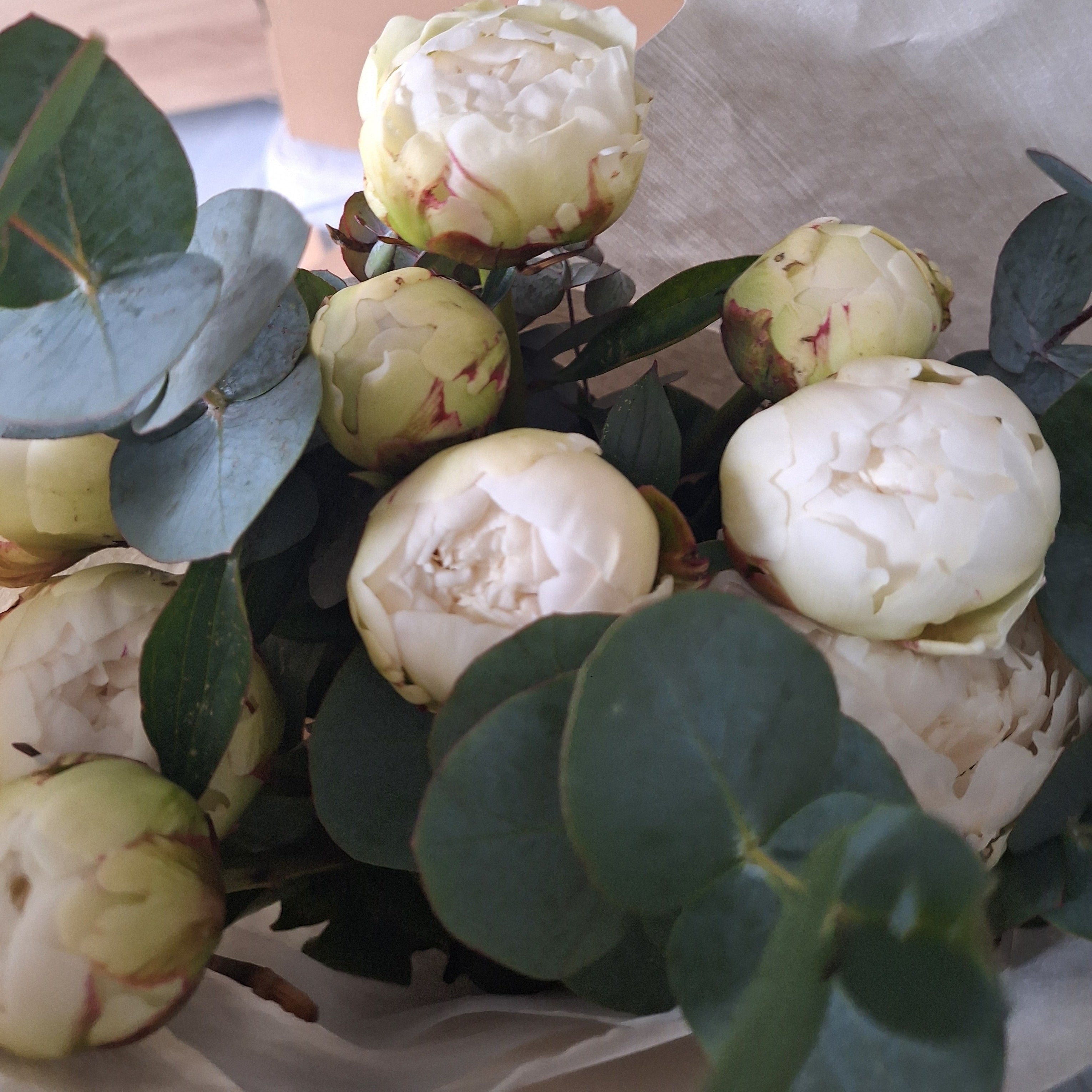 White Peony Stems