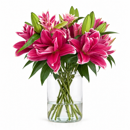 UK Grown Pollen-Free Pink Rose Lily ‘Manouska’