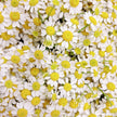 British White Tanacetum 'Vegmo' Stems
