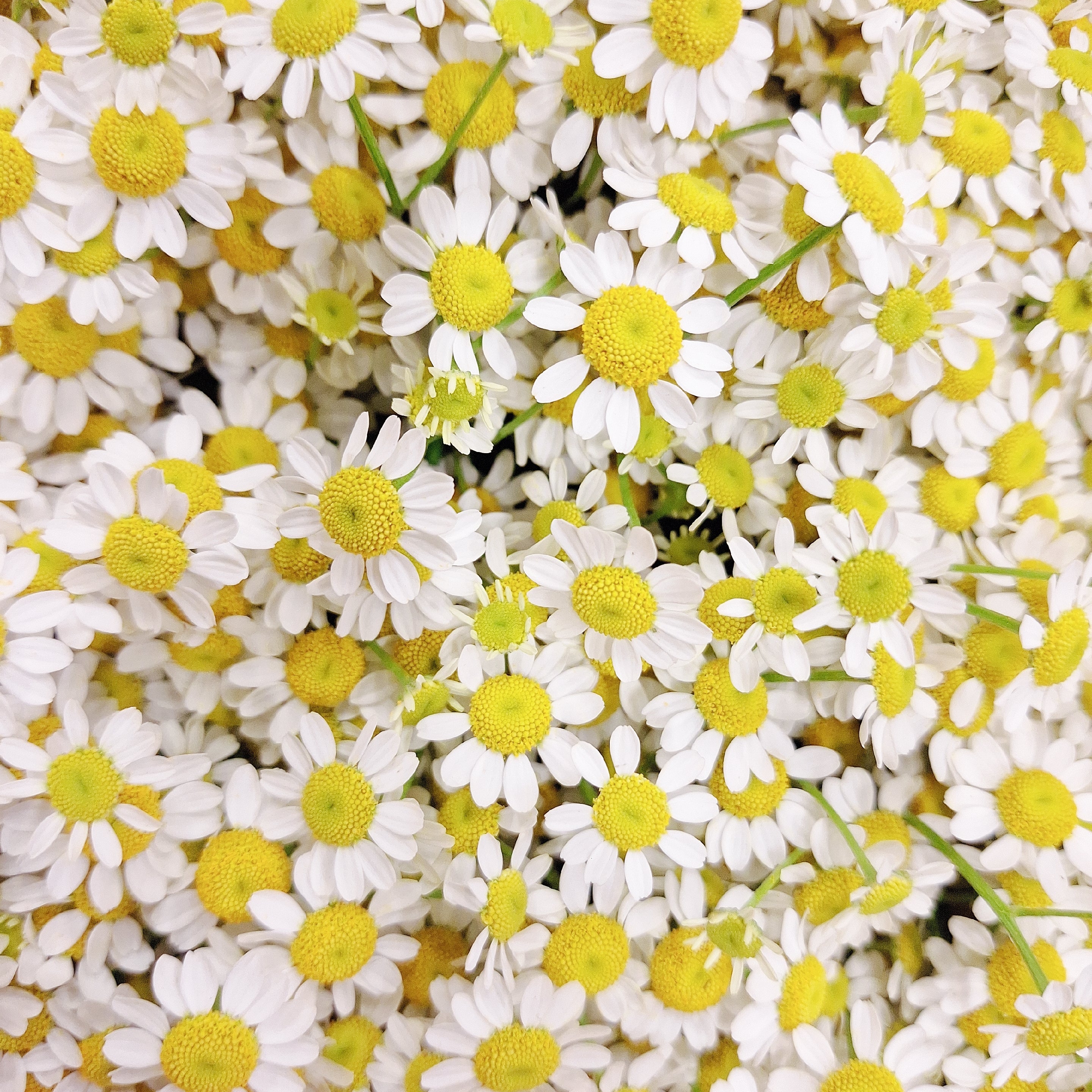British White Tanacetum 'Vegmo' Stems