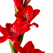 Dark Red Gladioli – British Grown | 75cm