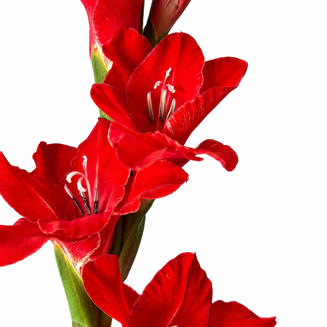 Dark Red Gladioli – British Grown | 75cm