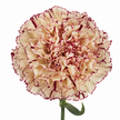 The Carnation Posy