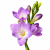 Soft Pink Freesia
